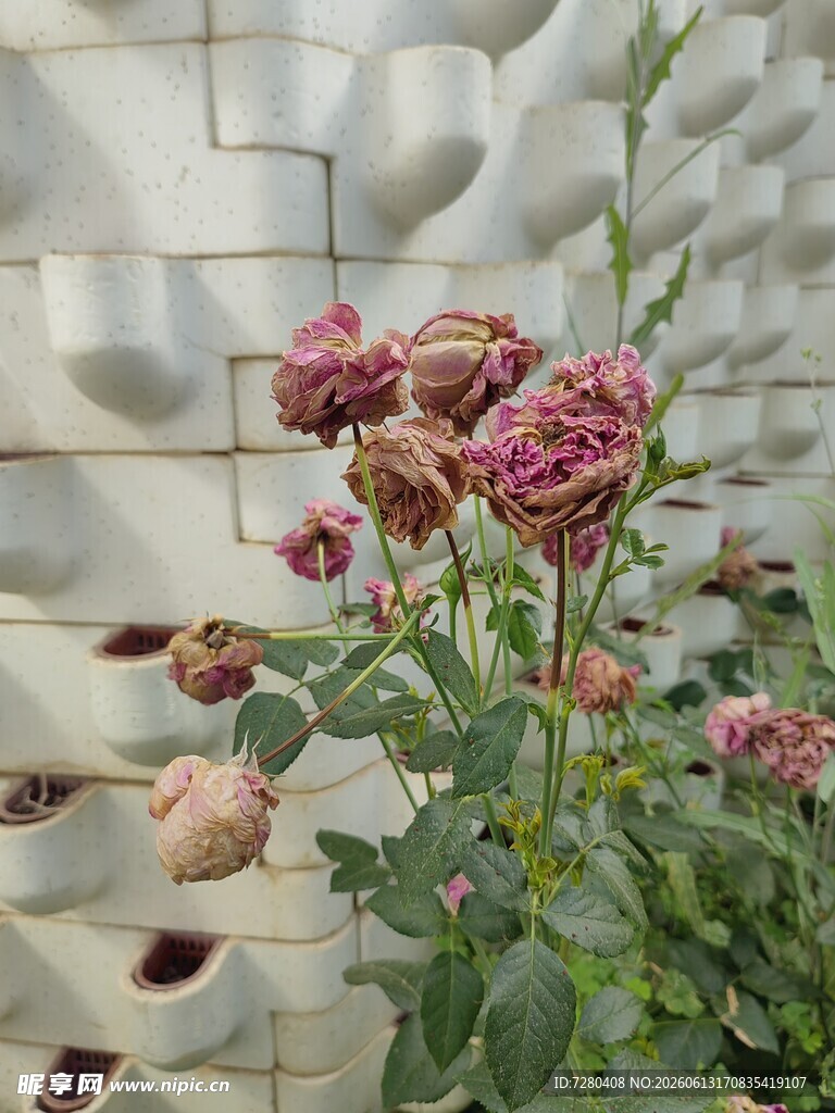 墙边枯萎的粉色玫瑰花