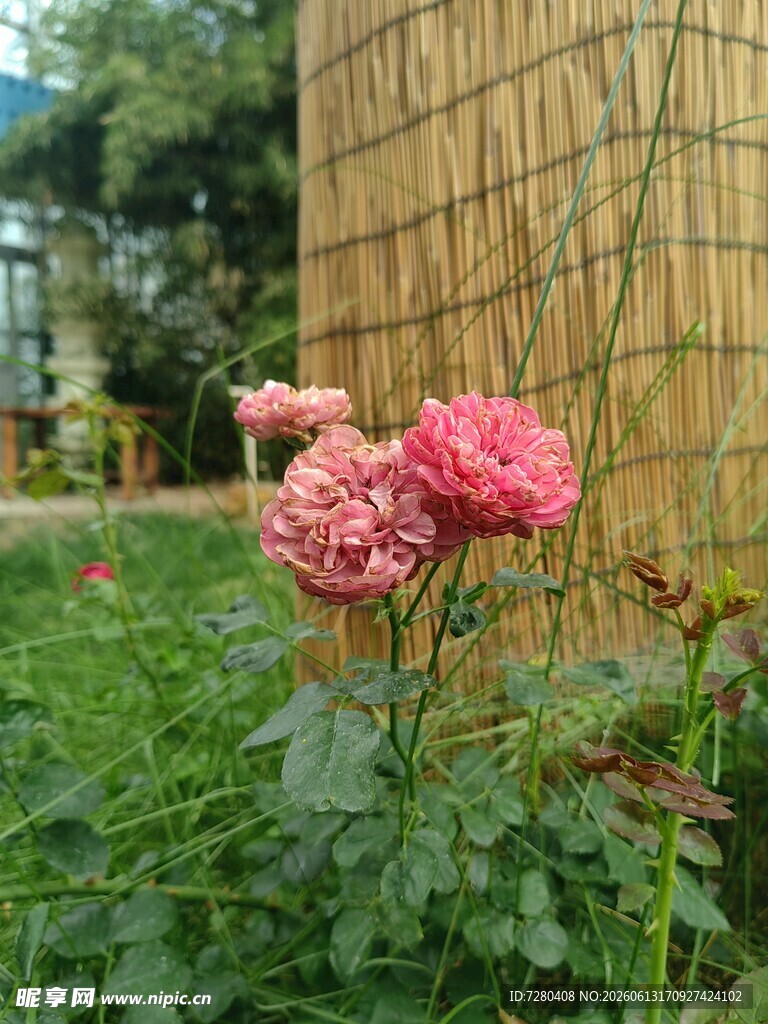 花园中的粉色娇艳花朵