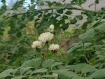 蔷薇花