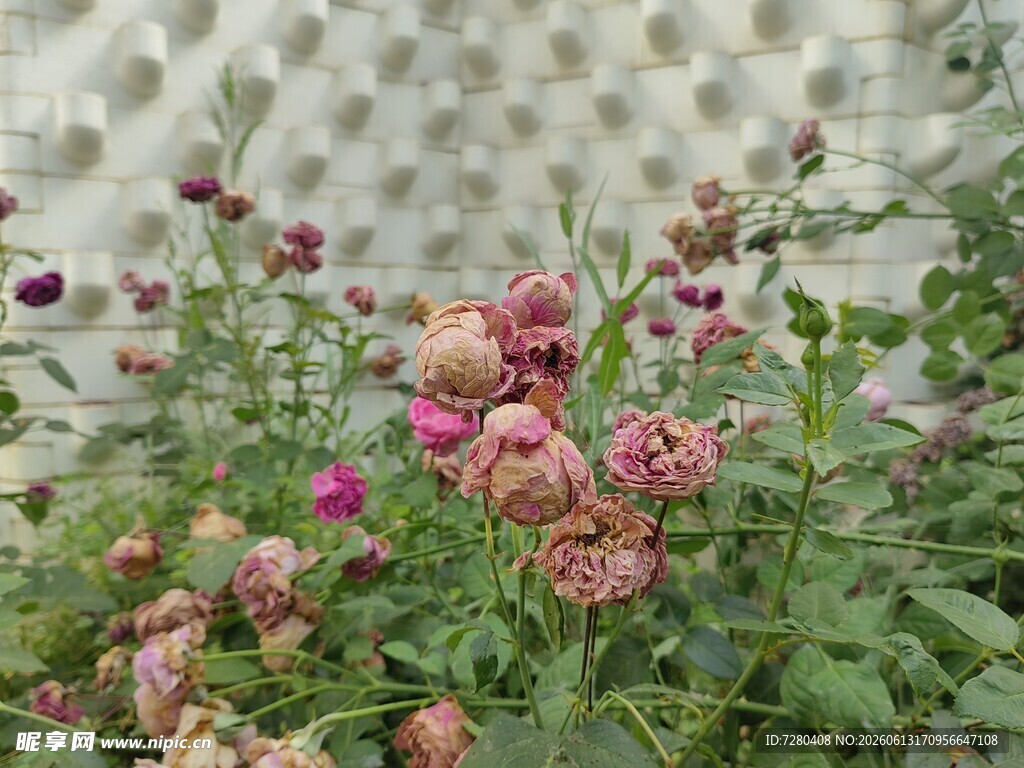 蔷薇花