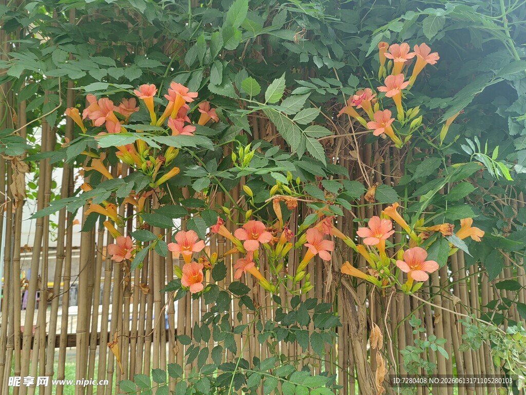 凌霄花