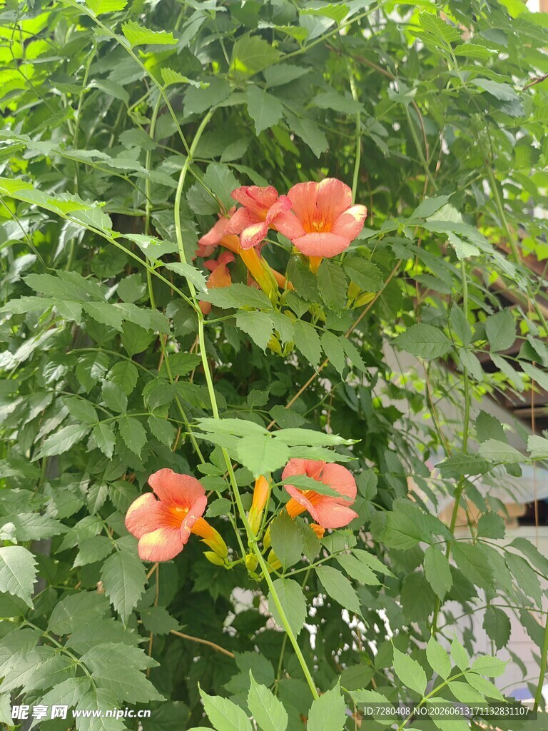 娇艳凌霄花