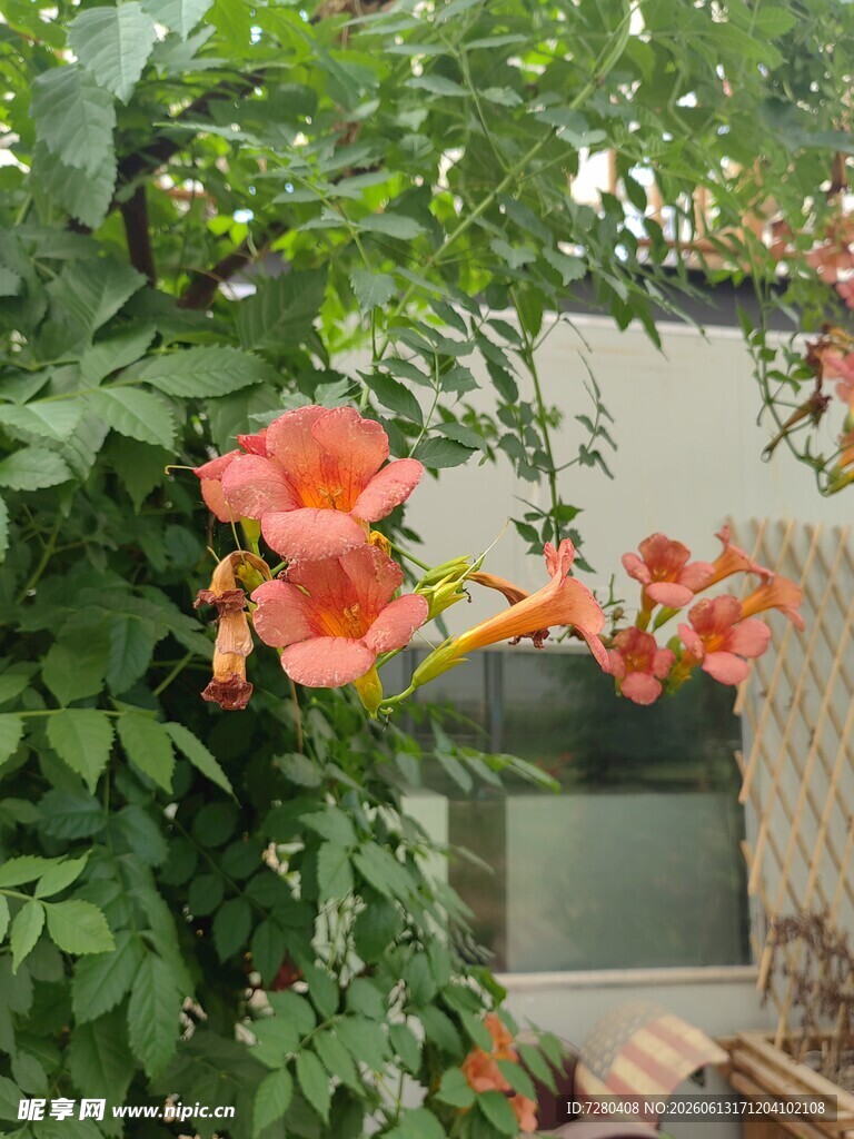 庭院中绽放的艳丽凌霄花