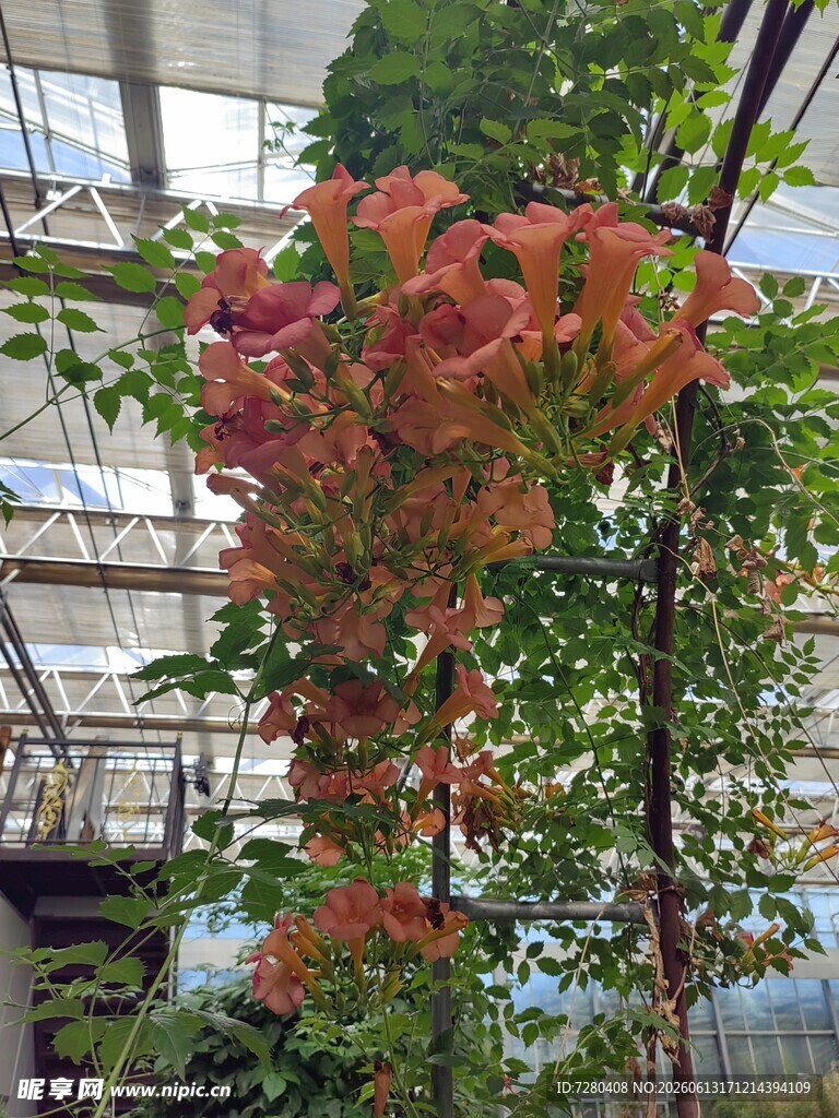 垂吊盛开的艳丽红色花卉