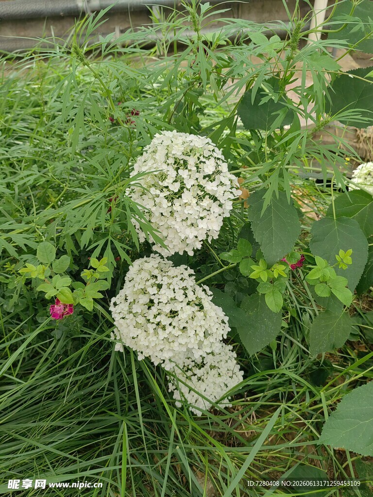 白色花朵绽放于绿植间