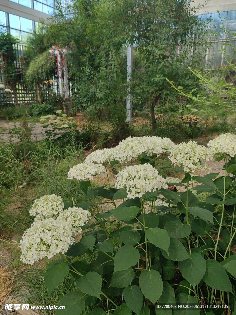 花园中的繁茂绣球花丛