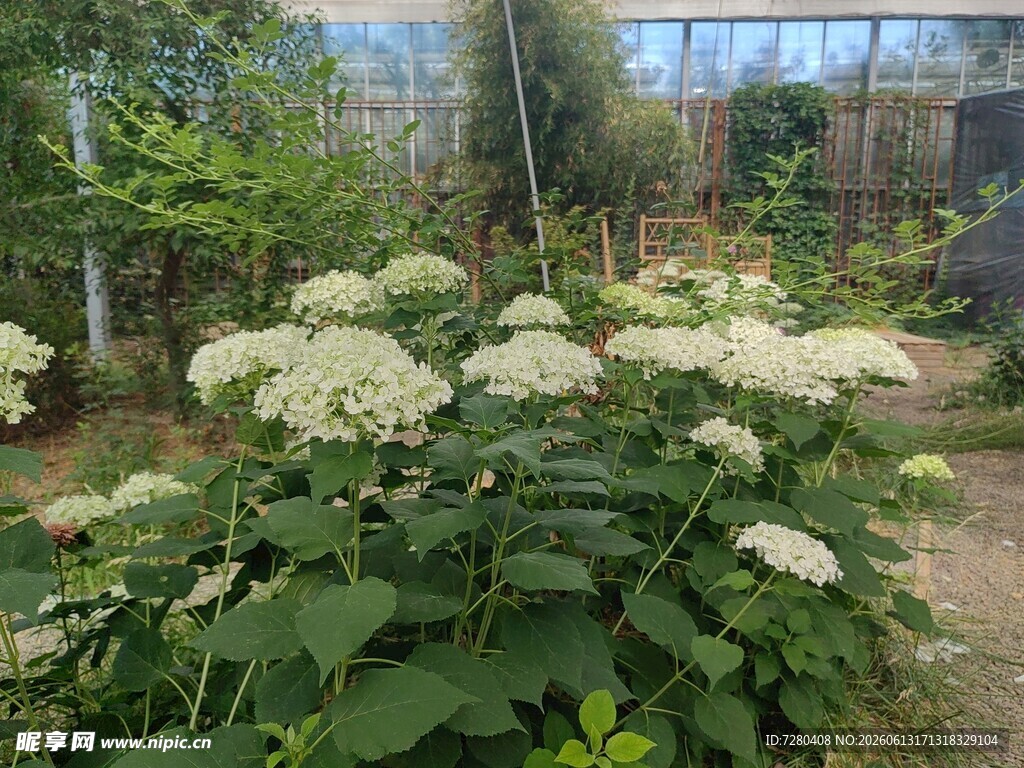 花园中的繁茂白色花卉