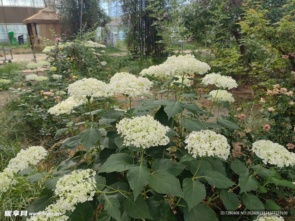 盛开的白色绣球花丛