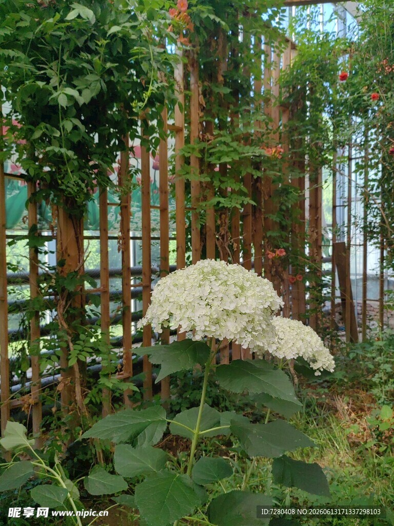 花园中绽放的白色花卉