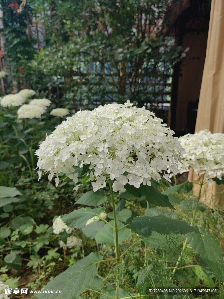 盛开的白色绣球花