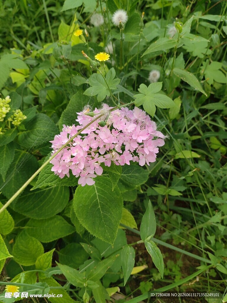 粉色花卉绽放于绿植间