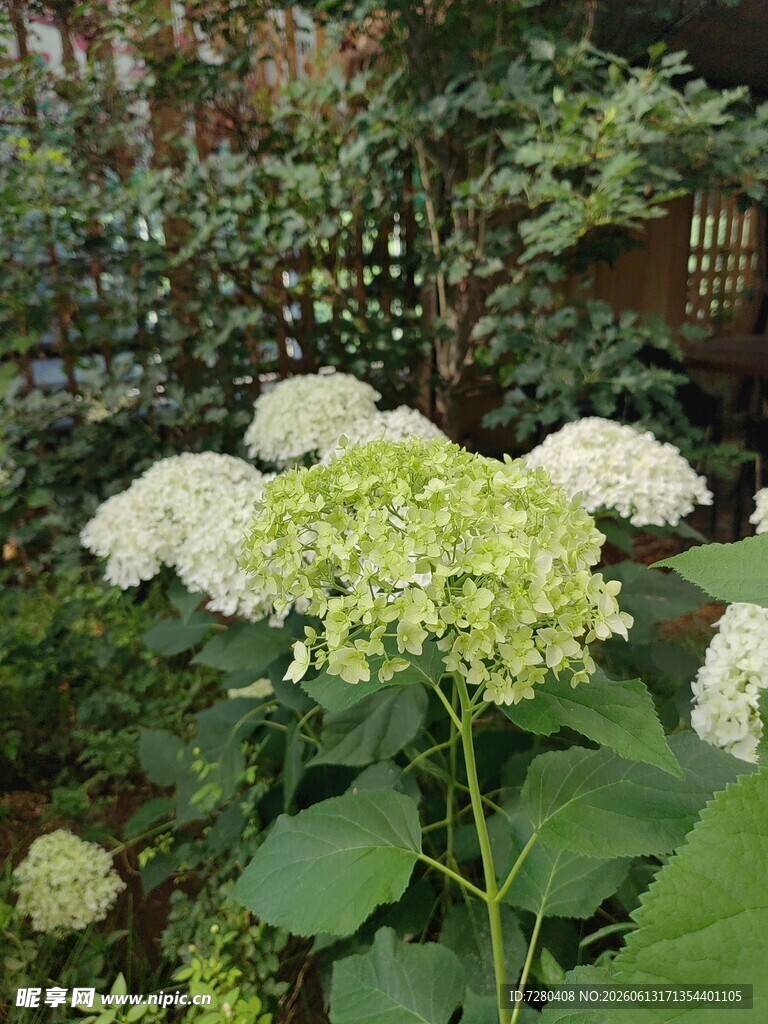 花园中的绣球花绽放