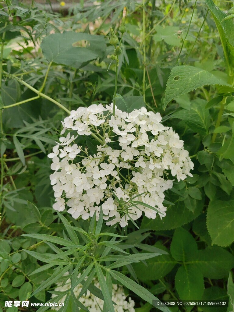 白色小花绽放于绿叶间