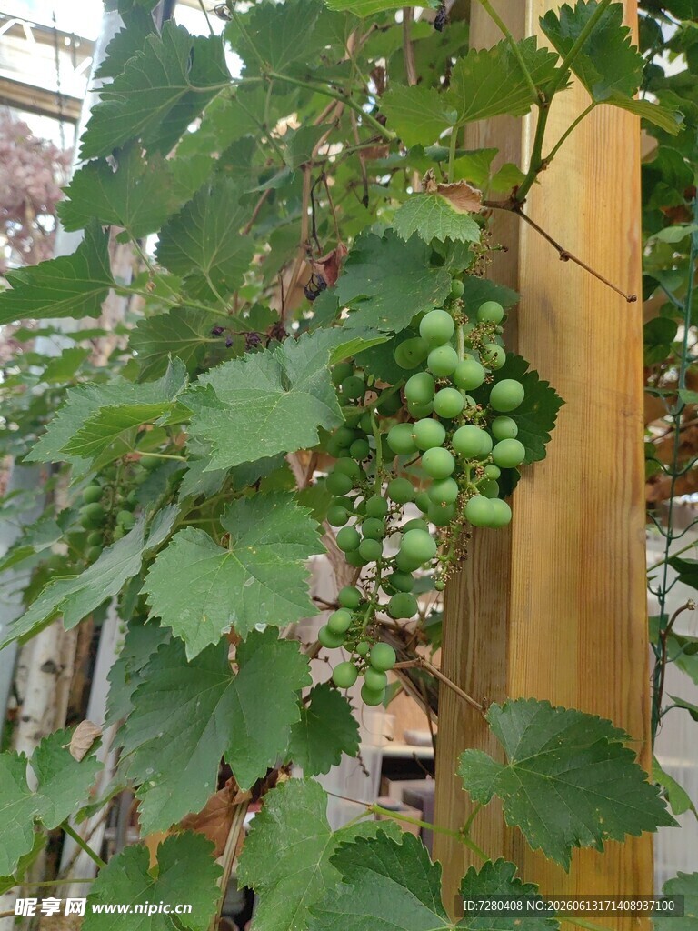 葡萄藤上的青葡萄