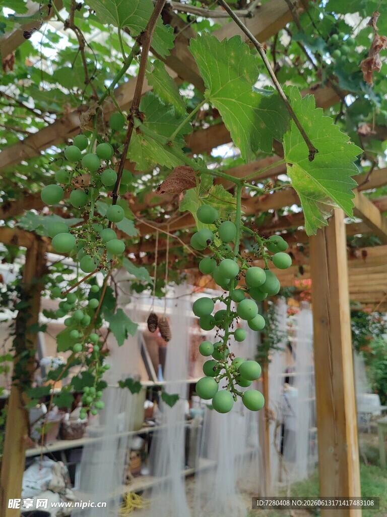 青葡萄