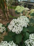 白色绣球花绽放于绿植间