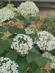 白色绣球花绽放于绿叶间