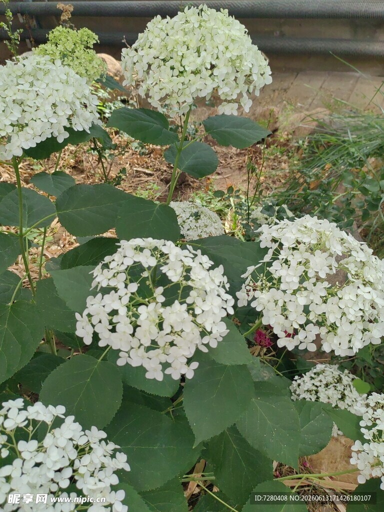 白色绣球花绽放于绿叶间