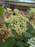 温室中的绣球花绽放