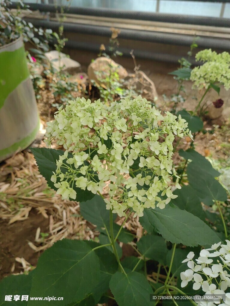 温室中的绣球花绽放
