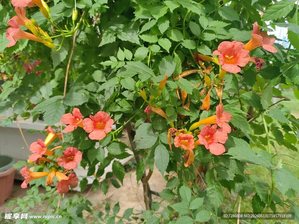 鲜艳凌霄花绽放绿叶间