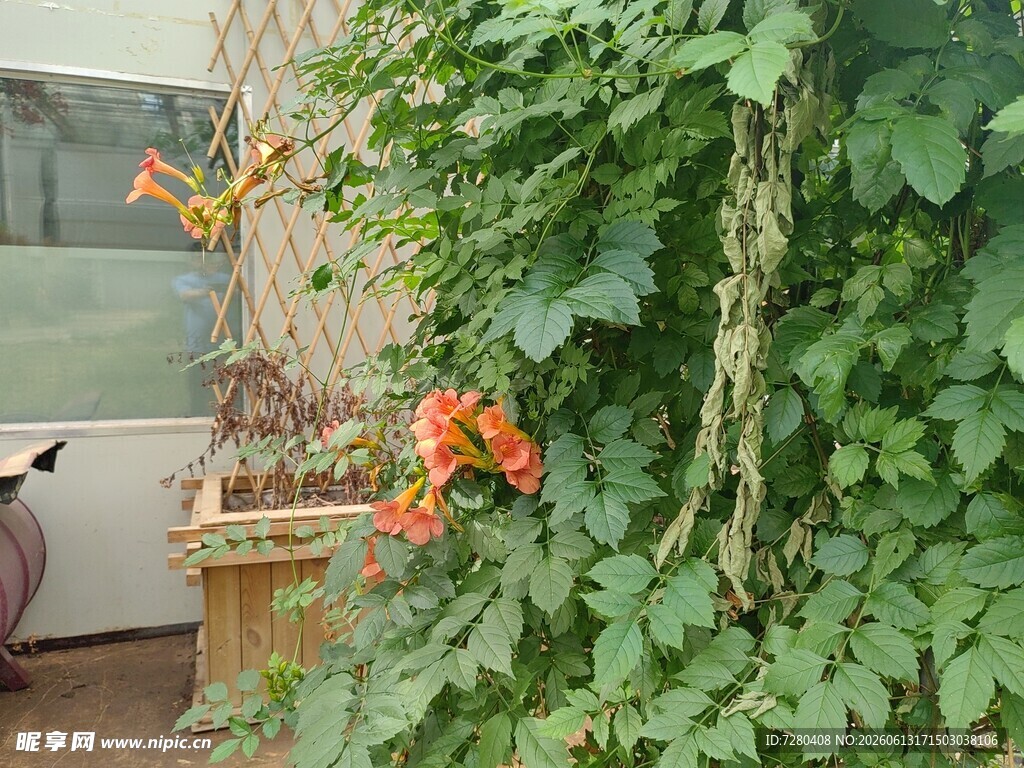 凌霄花