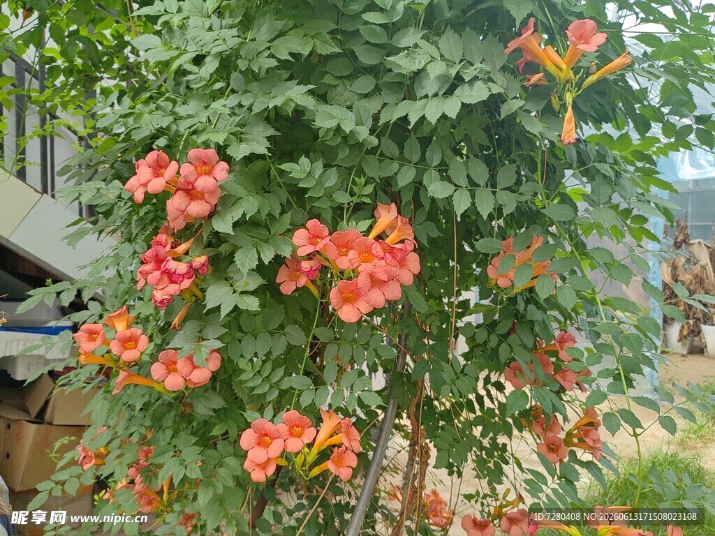 盛开的凌霄花娇艳夺目