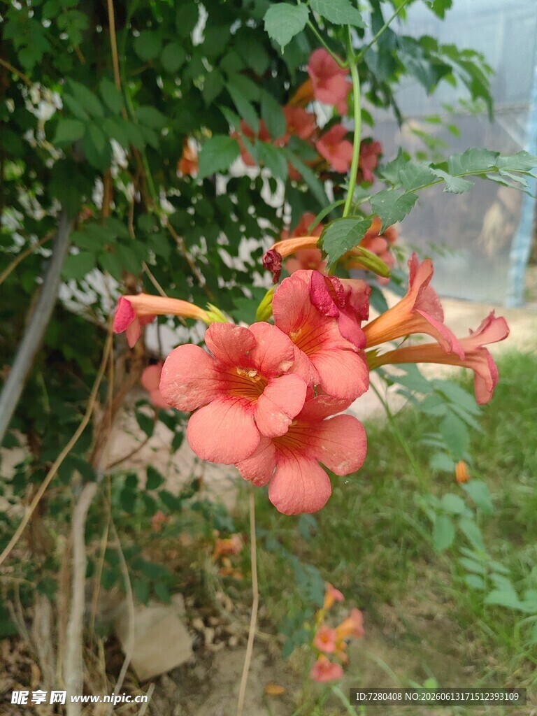 娇艳凌霄花绽放于枝头