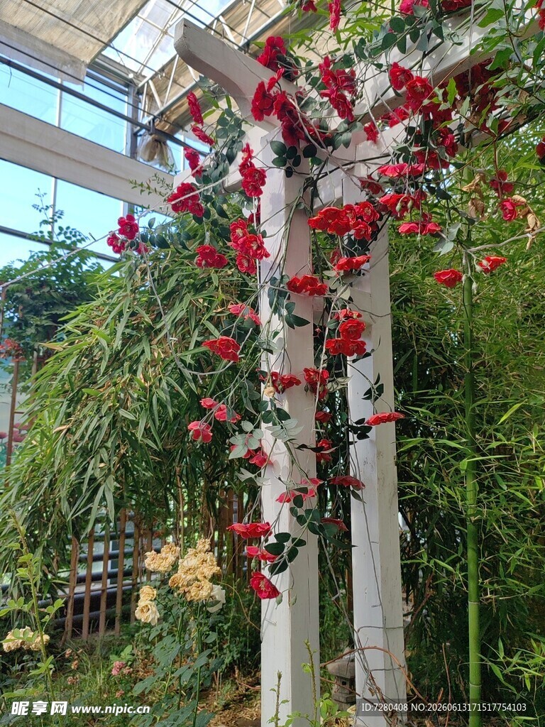 蔷薇花