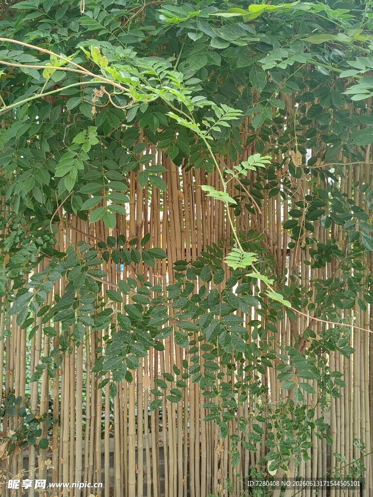 木栅栏旁的繁茂绿植