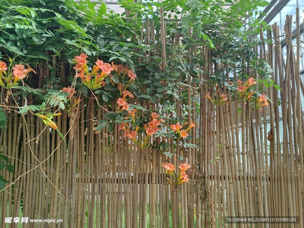 竹篱上的多彩藤蔓植物