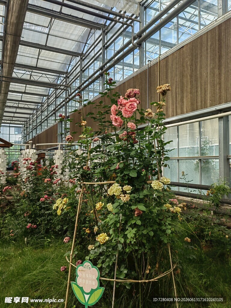 蔷薇花