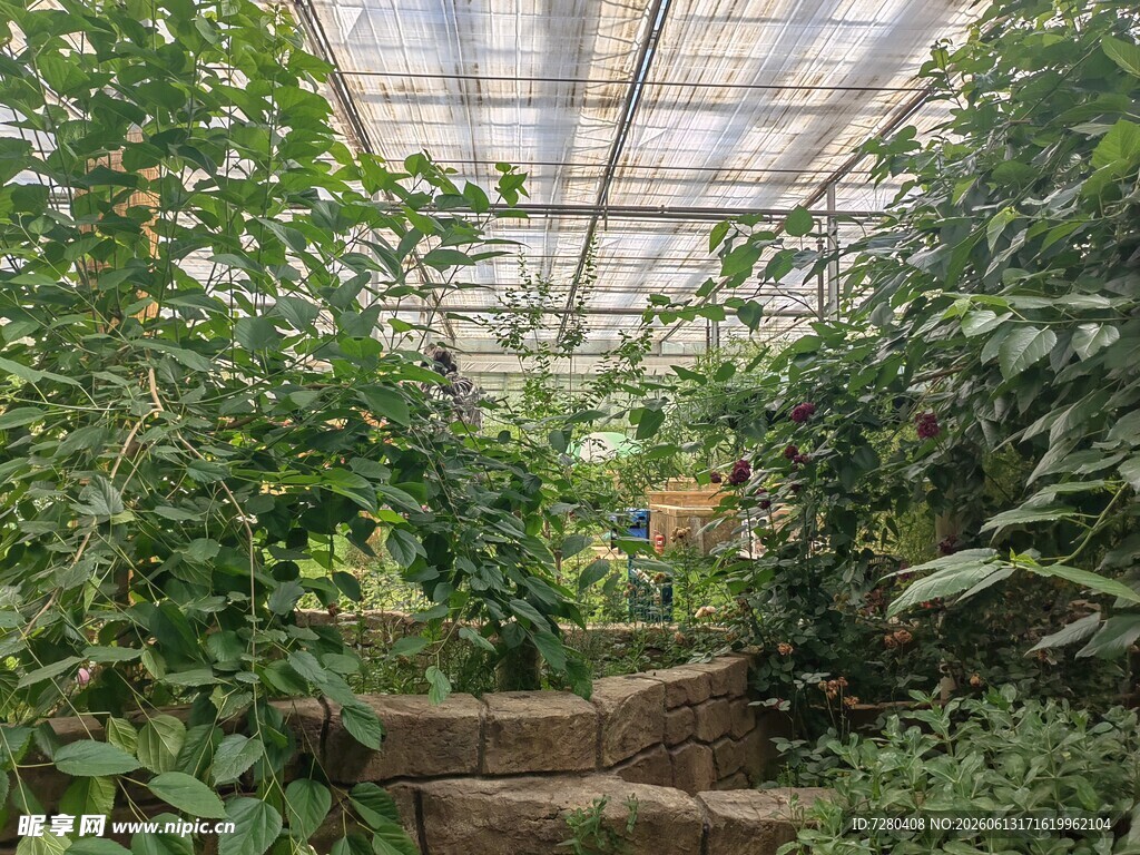 温室中的繁茂绿植景观