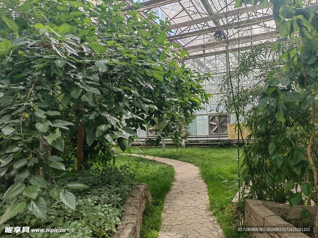 温室中的绿植小径
