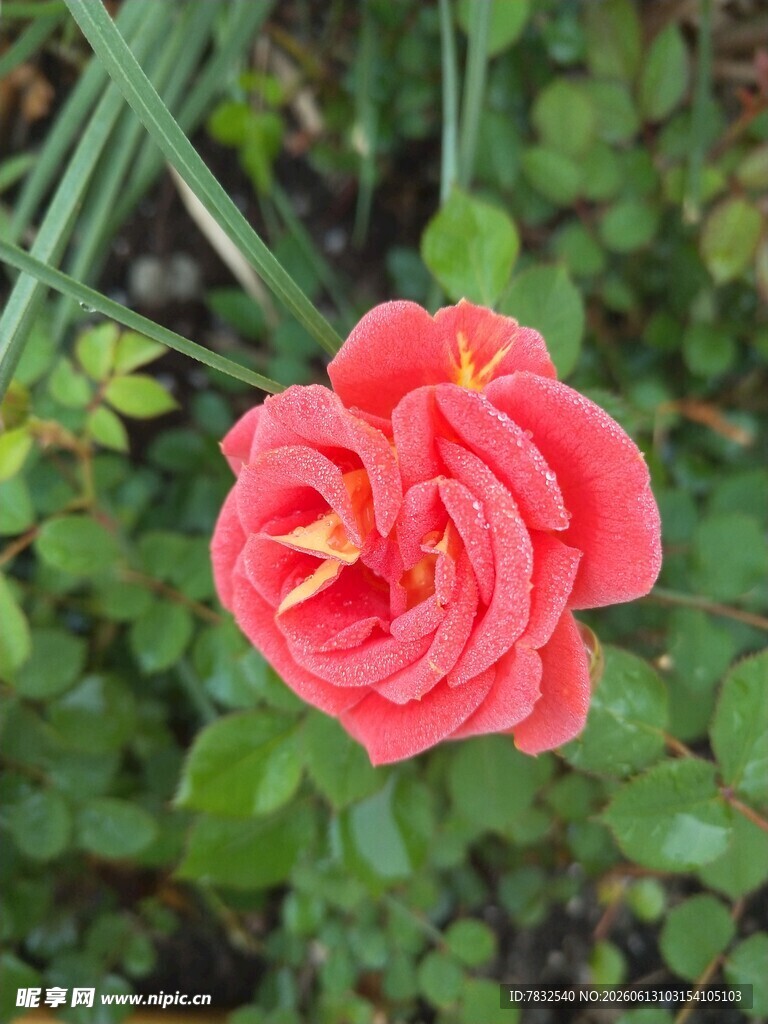 带露的玫瑰花
