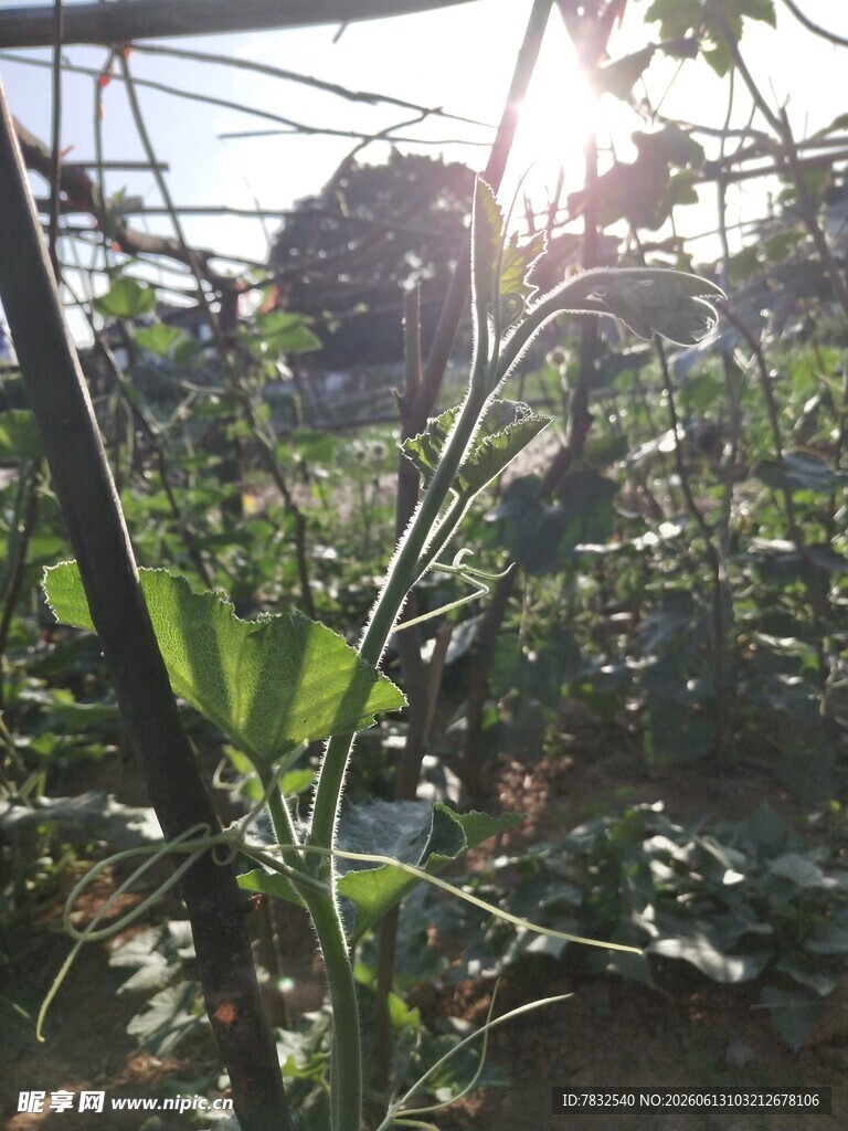 南瓜苗嫩芽