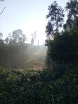 晨光中的茶园