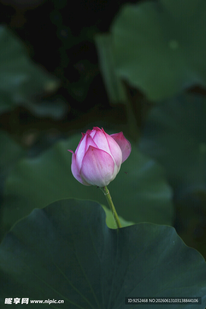 粉色 荷花