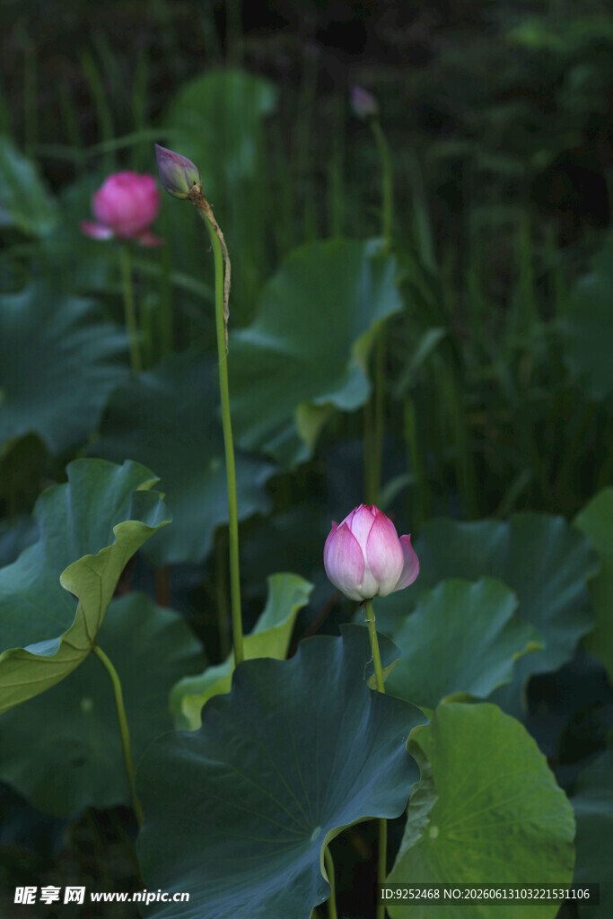 荷塘 花苞