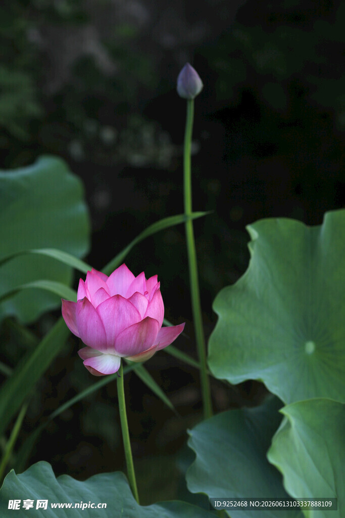 荷花 粉色