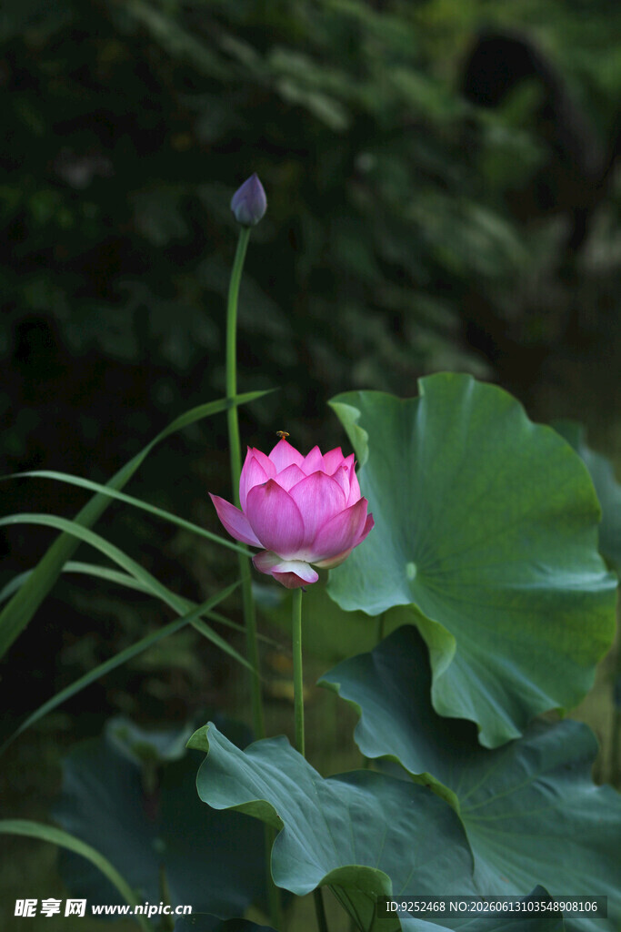 荷花 花朵