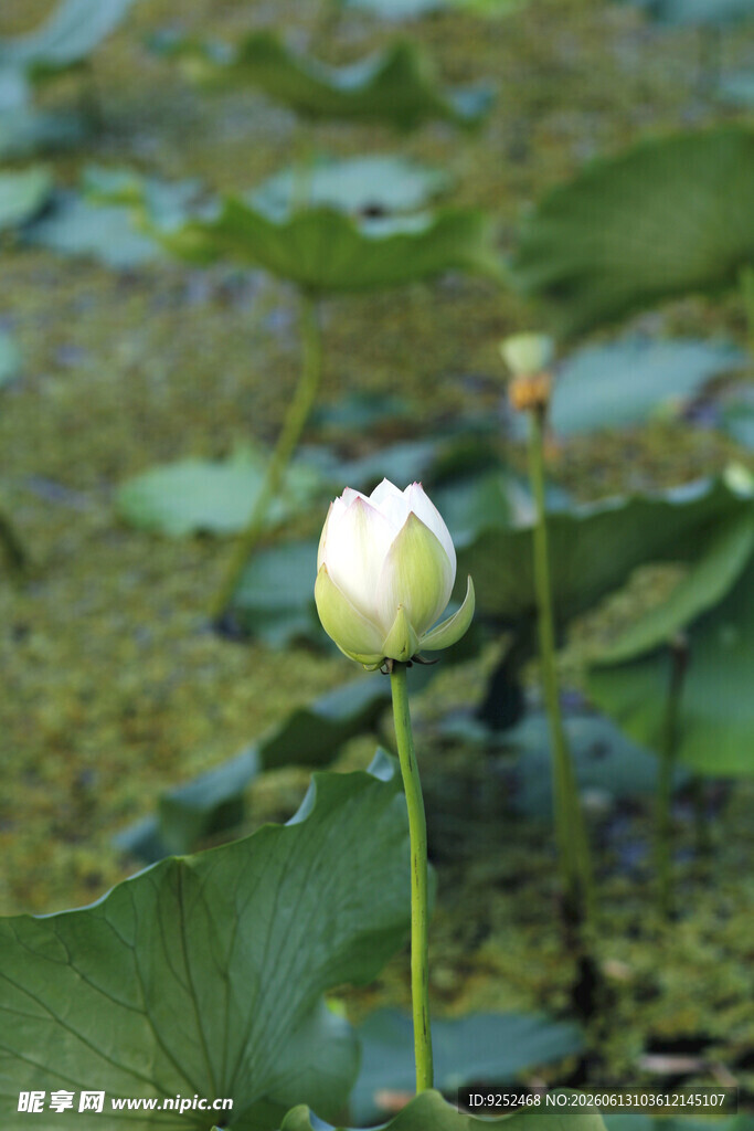  白荷花
