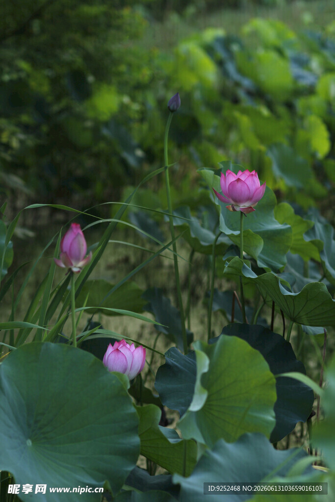 荷花 粉色