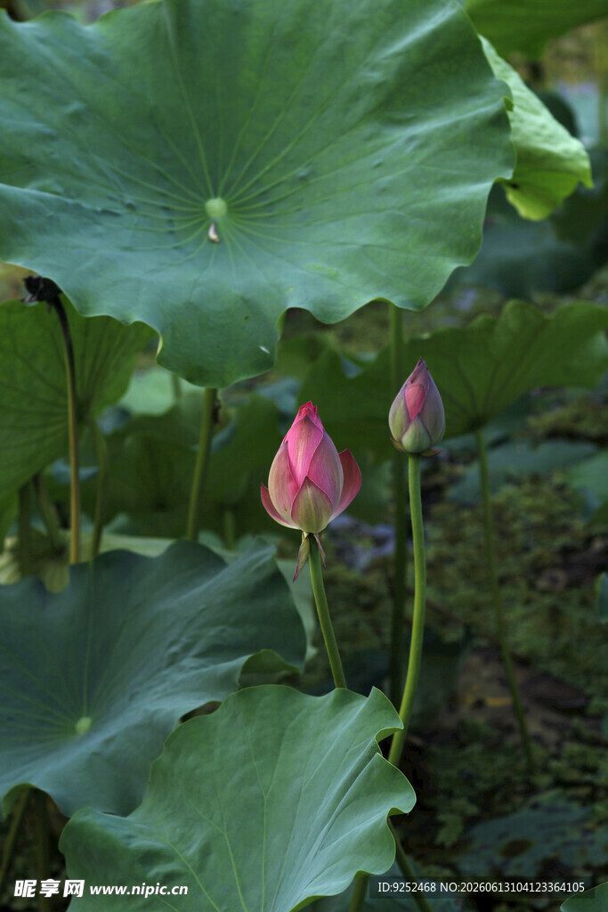 花苞 荷花