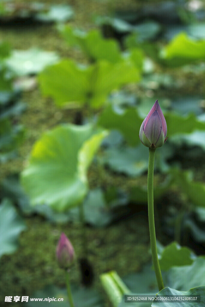 花苞 荷叶