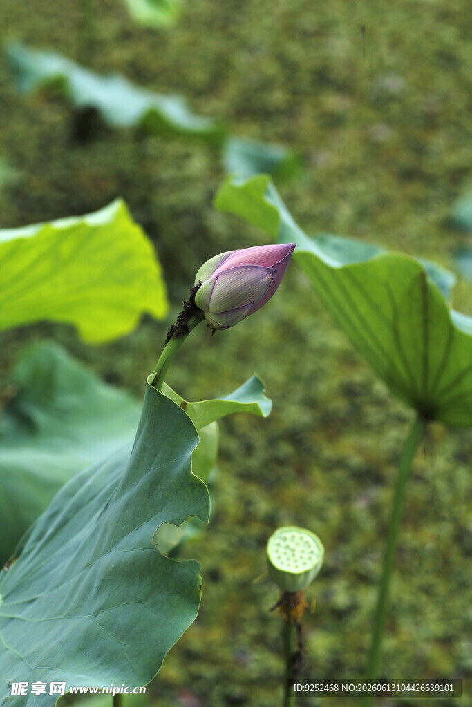 荷花 花苞