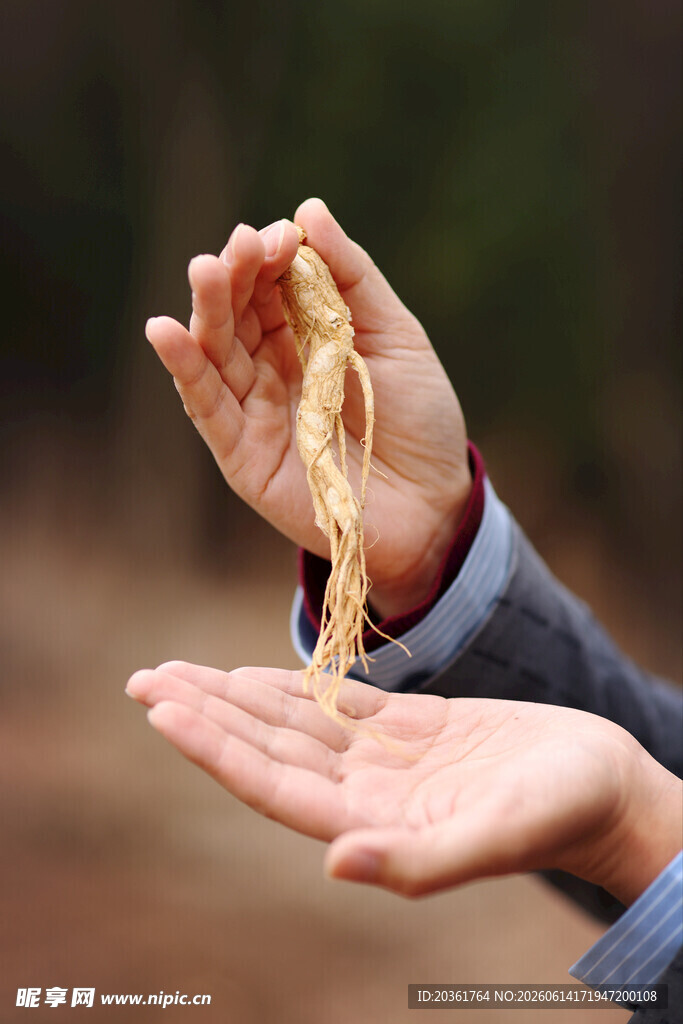 手中展示的珍贵人参