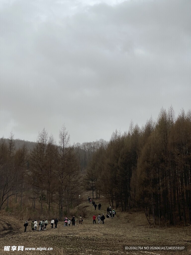 山林间的牛群