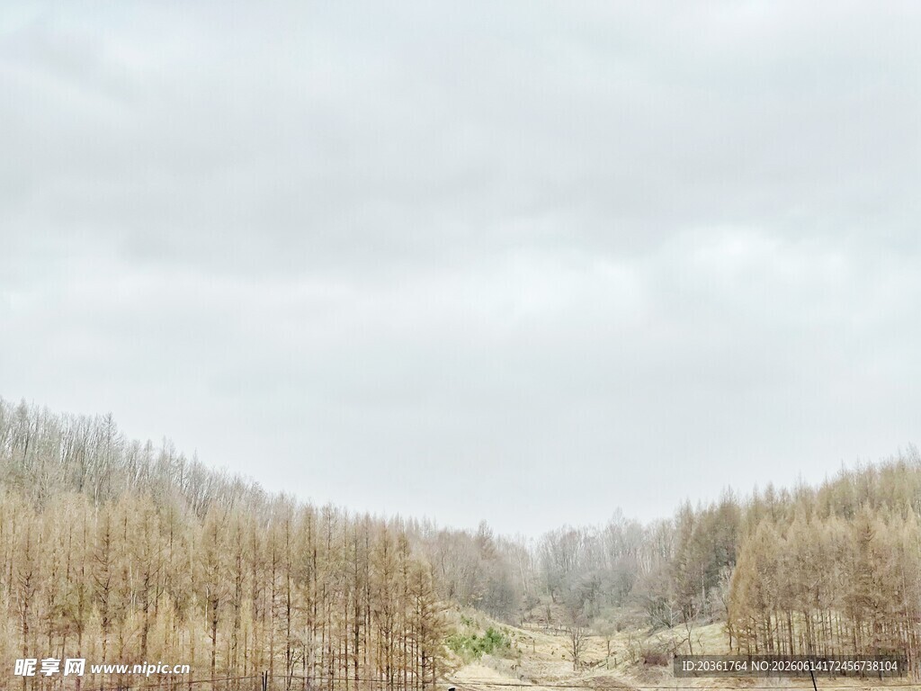 山间萧瑟树林景象