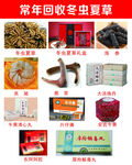 常年回收冬虫夏草